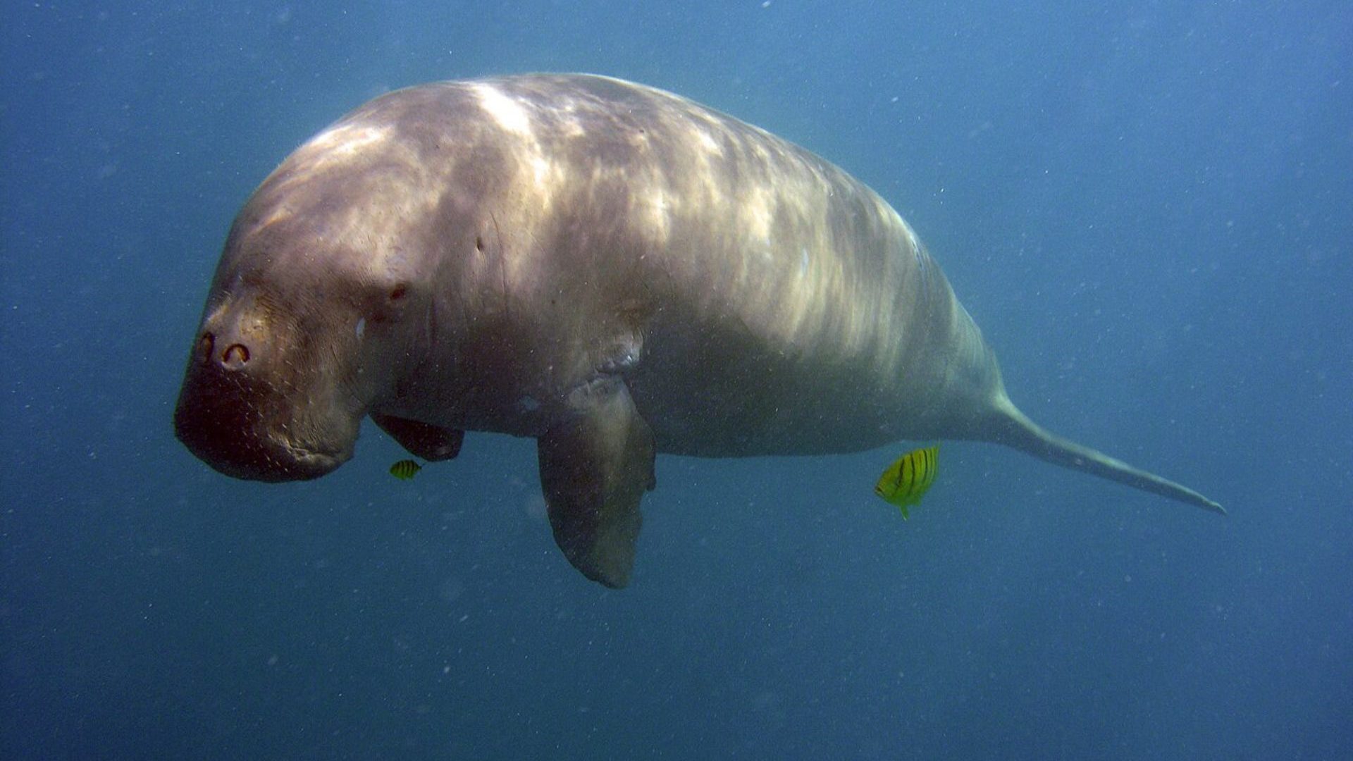 Dugong swims in blue water