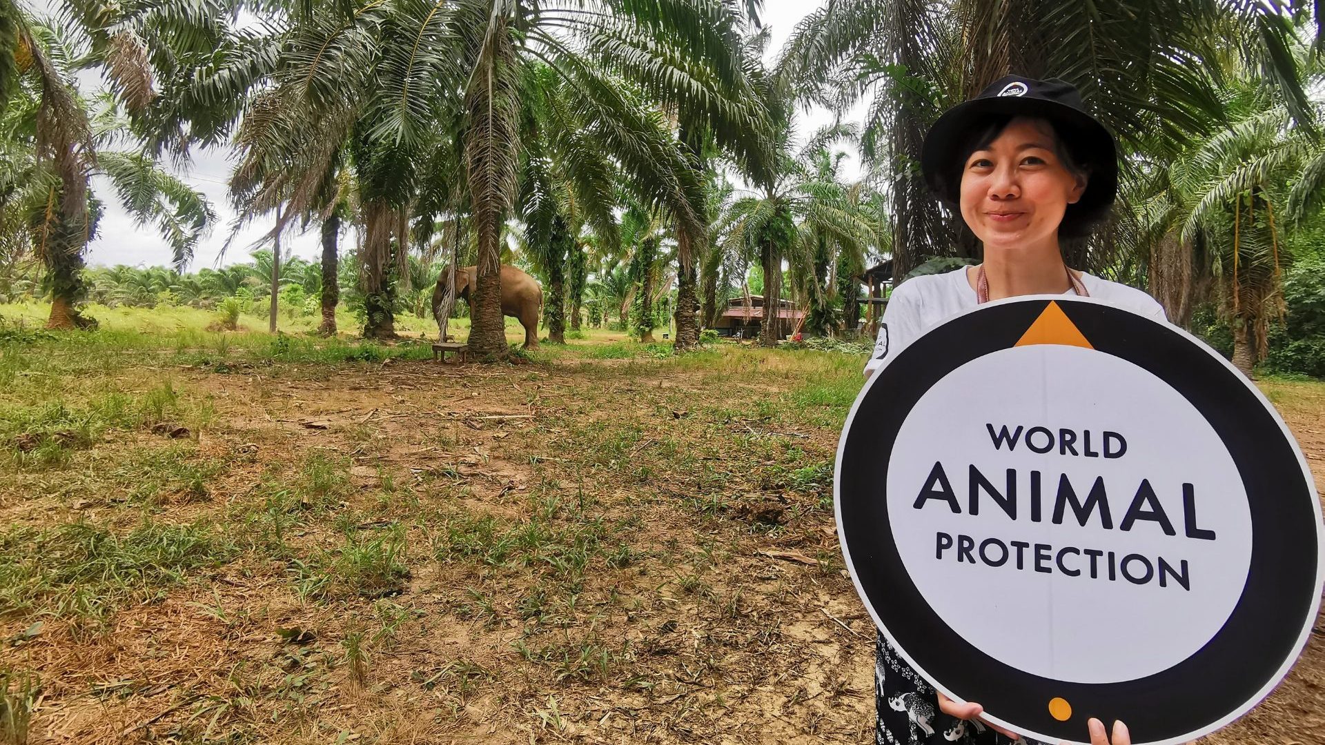 Woman holds sign reading 'World Animal Protection' in front of elephant
