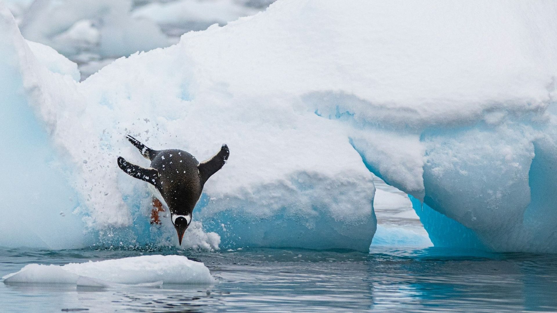 A penguin jumps off a piece of ice and is swooping into the water, most likely to feed on Antarctic krill.