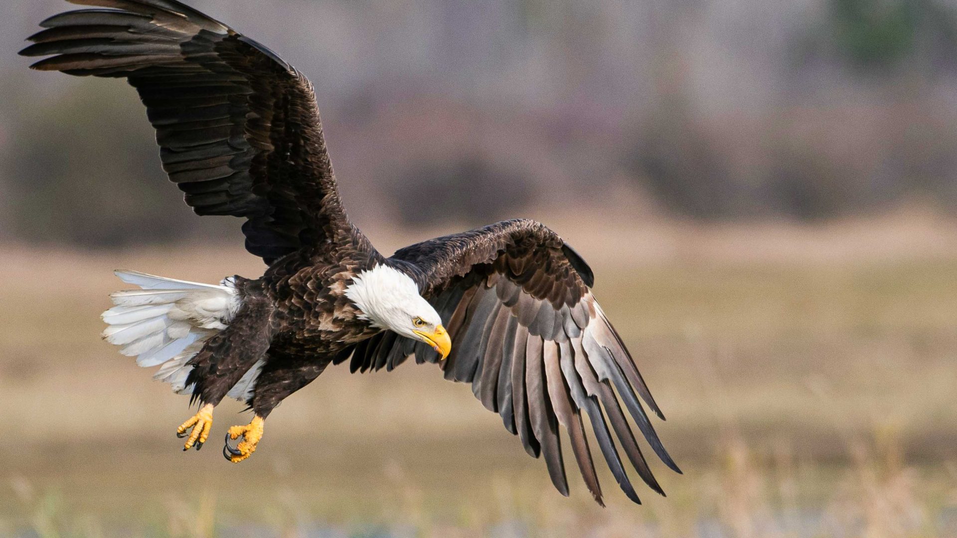 A bald eagle in flight.