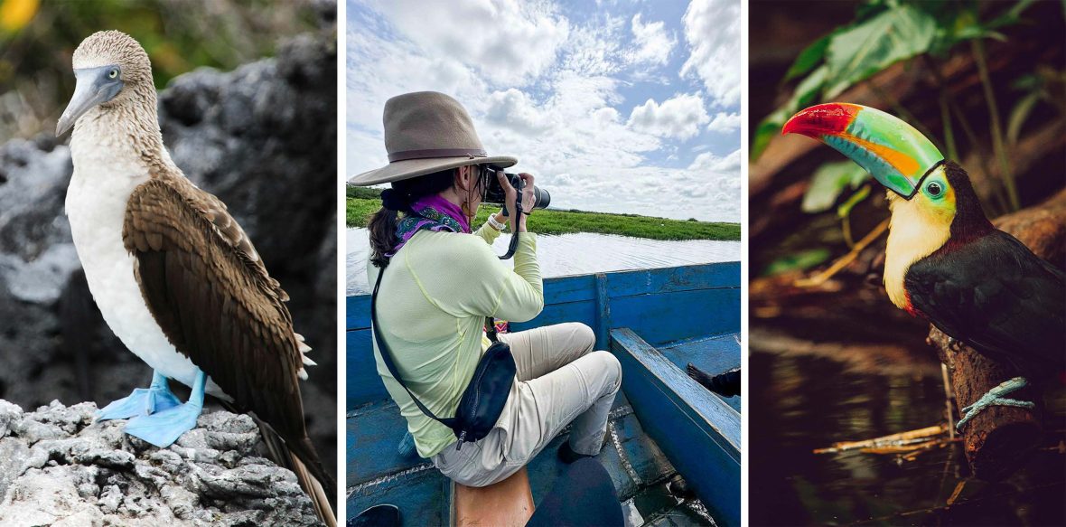 Left: A bird with blue feet. Middle: A woman in a canoe looks through binoculars. Right: A colourful toucan on a branch.