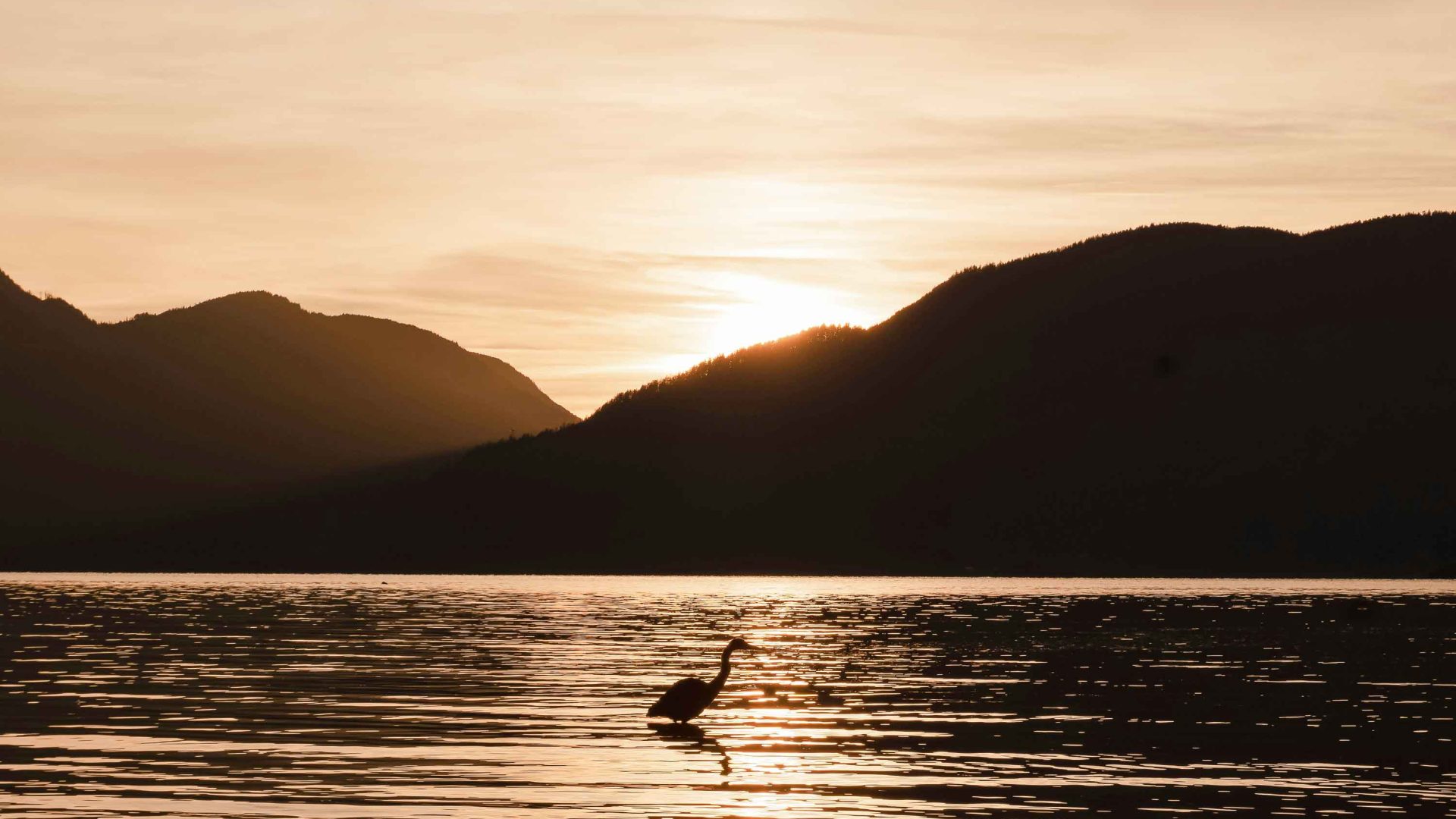 The silhouette of a stork in the water with mountains in the background. The sky is orange.