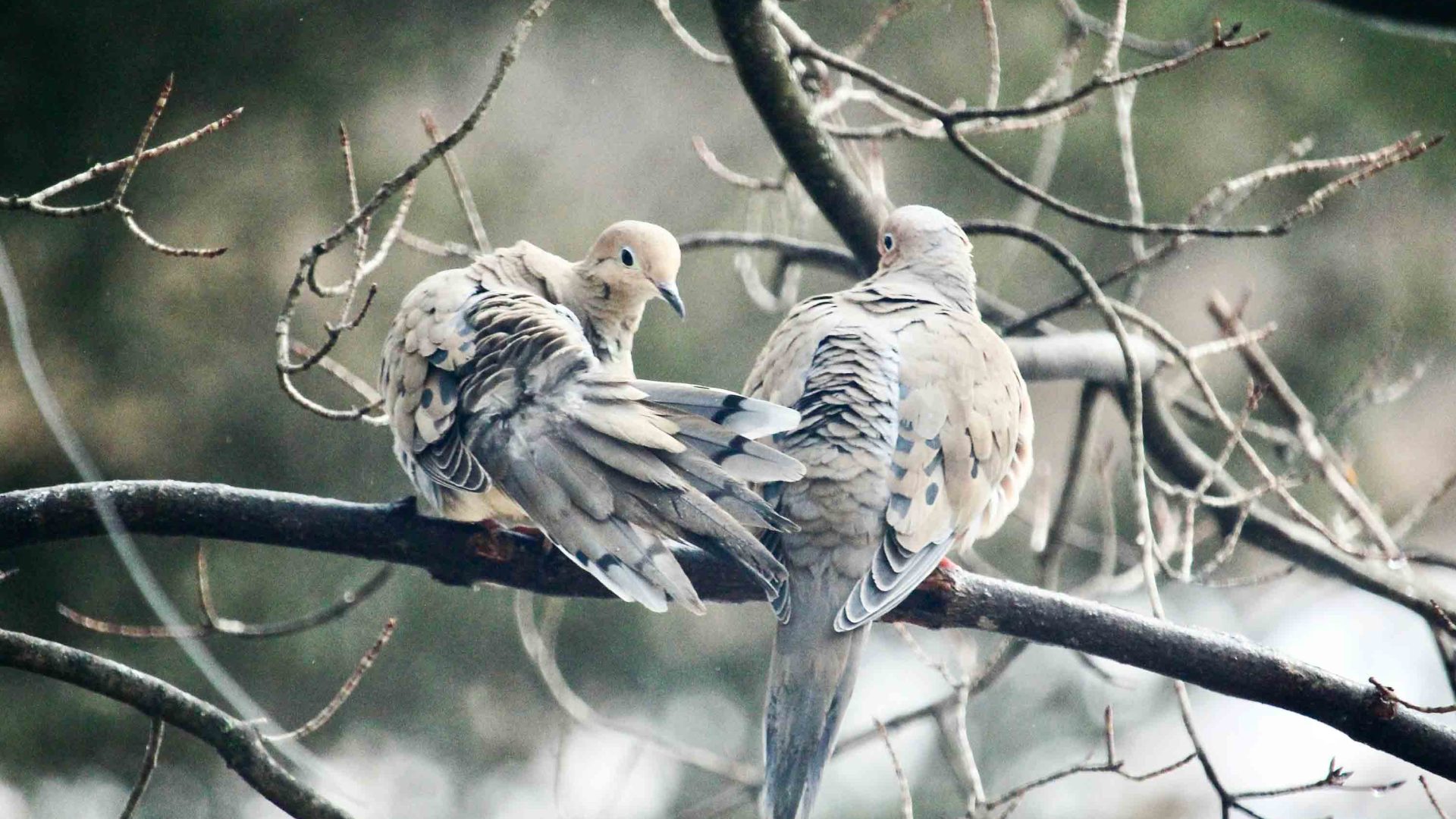 Two grey birds sit on a branch.
