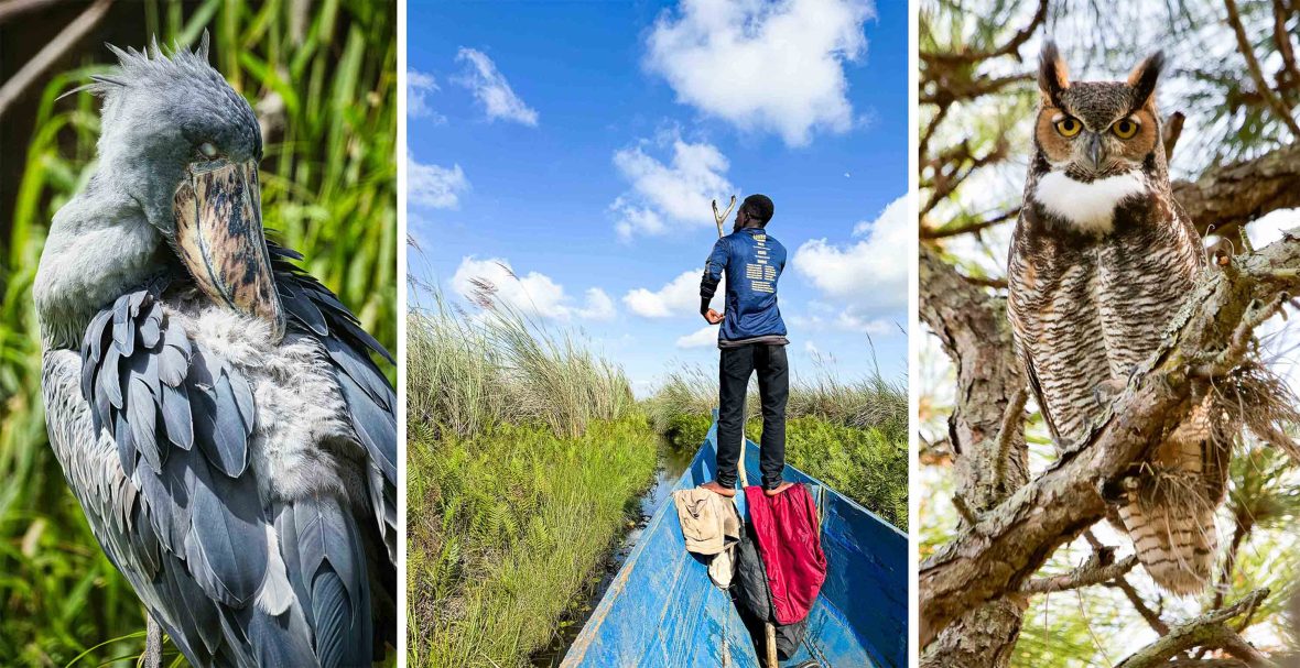 Left: A gray bird with its head tucked into its feathers. middle: A man on the bow of the boat looks out across water reeds. Right: An owl with distinctive 'horns'.