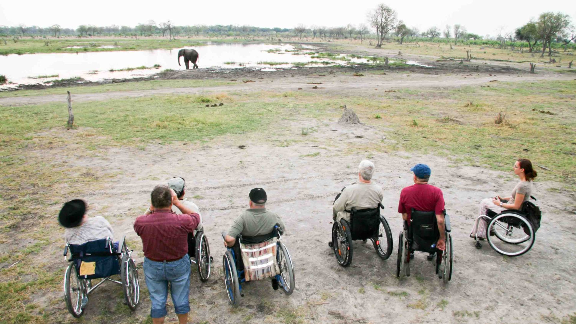 A number of people in wheelchairs watch an elephant.