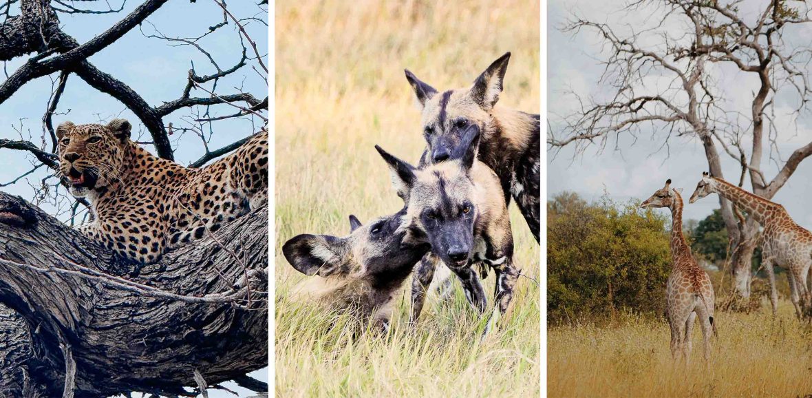 Left: A leopard lounges in the branches of a tree. Middle: Three wild dogs play in long grass. Right: A giraffe with her calf.