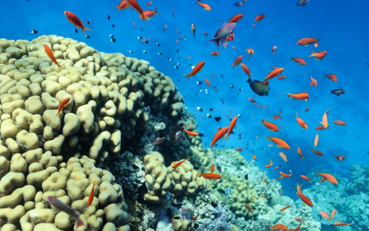 A close-up of bright-orange fish swimming around a coral reef