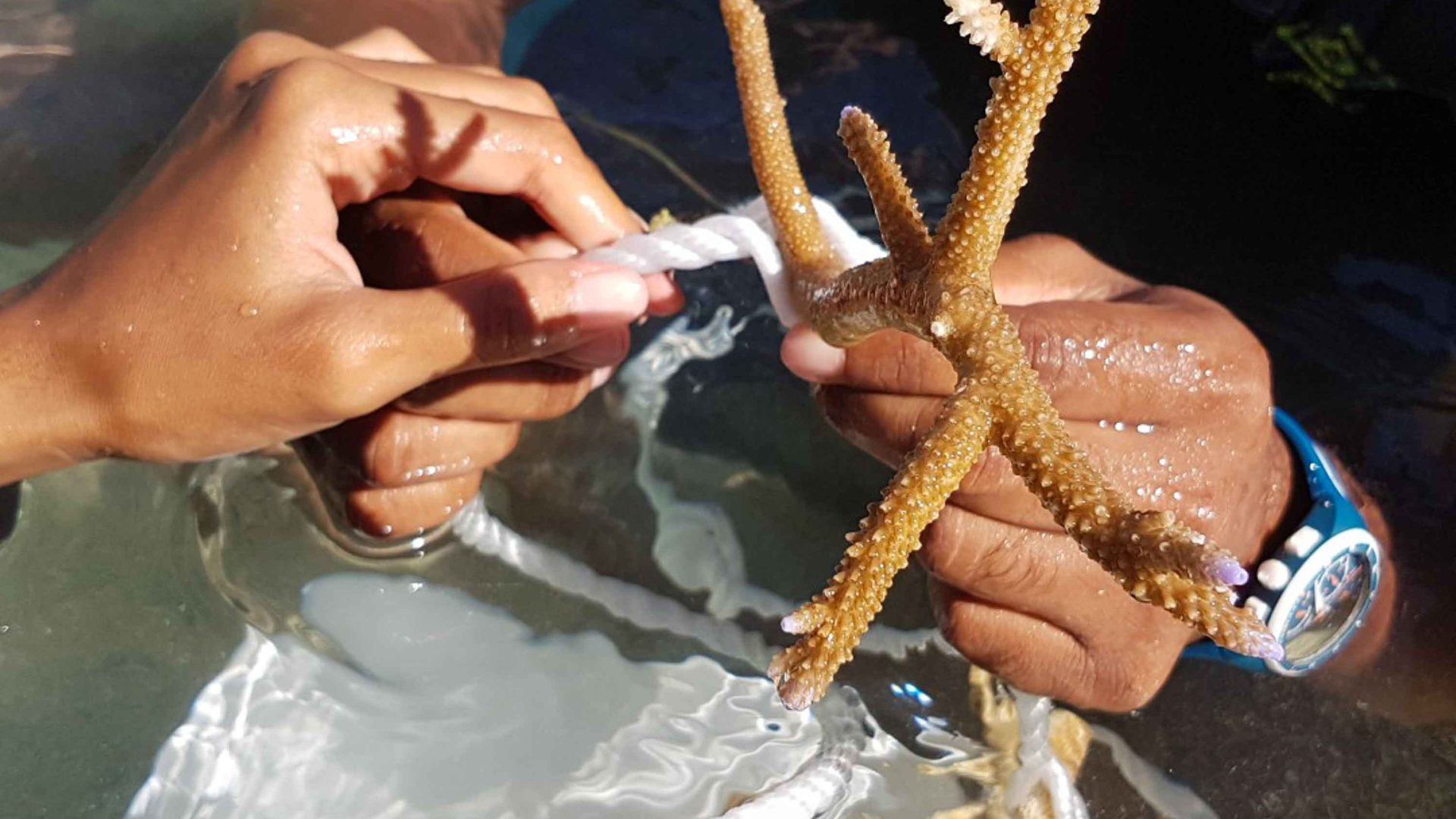 Hands attach coral to some rope.