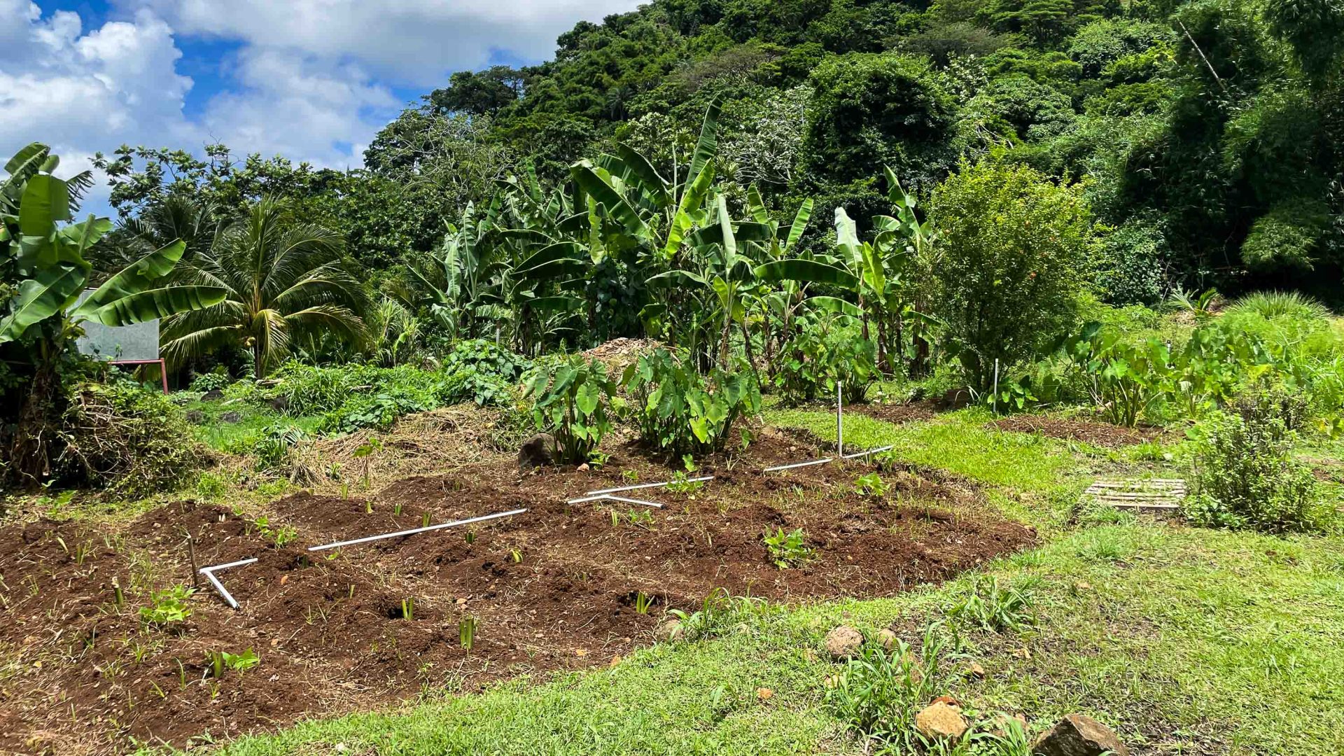 A plot of land with soil exposed in a green leafy garden.