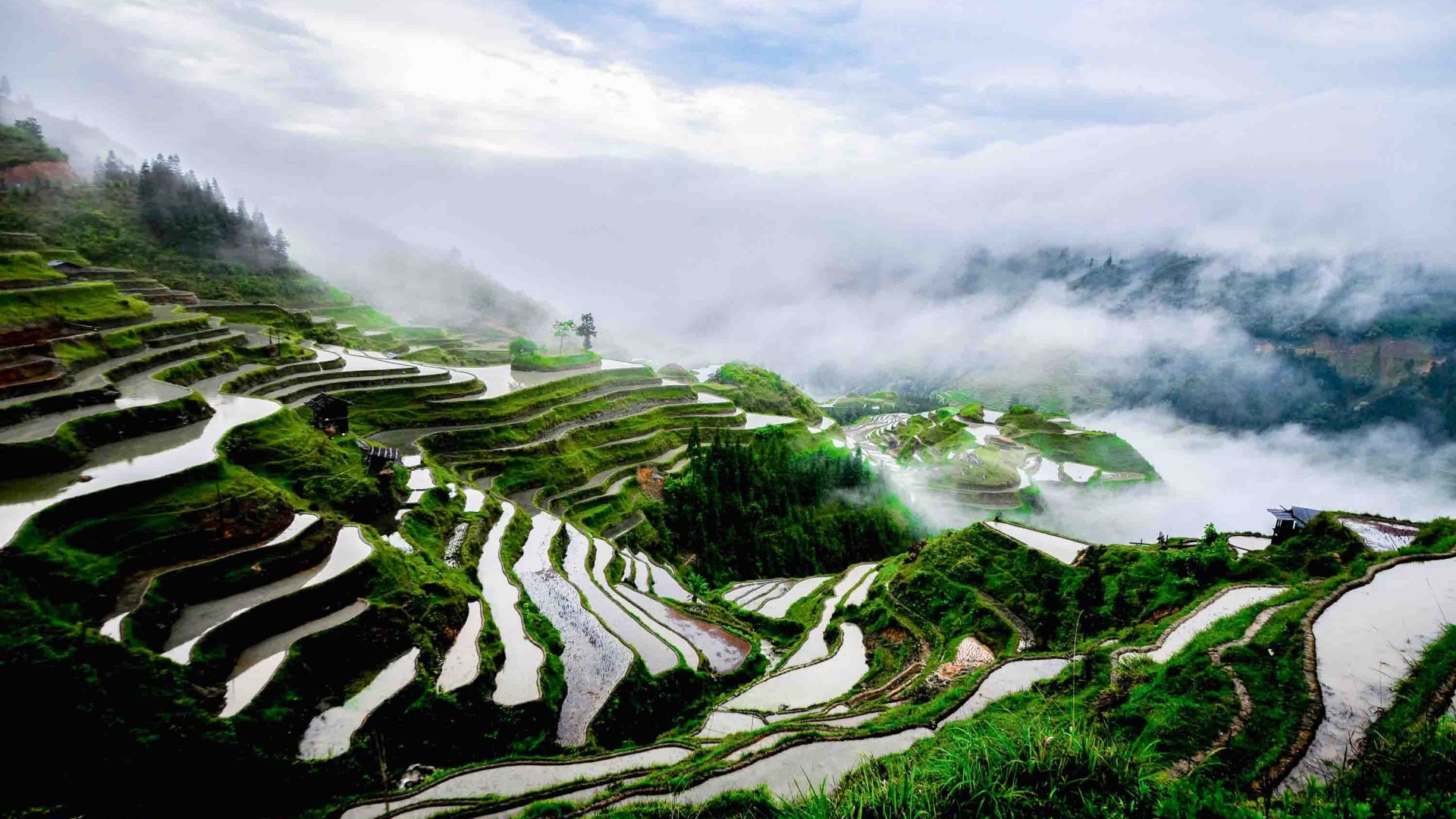 Terraced rice fields.