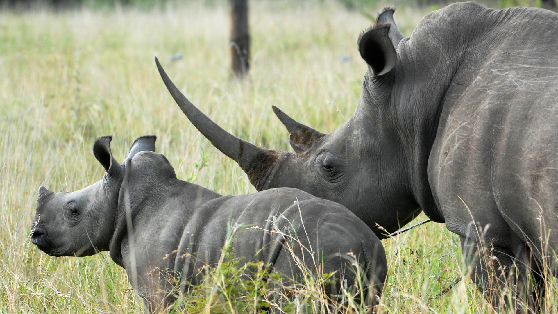 Inside the complex and secretive world of rhino conservation