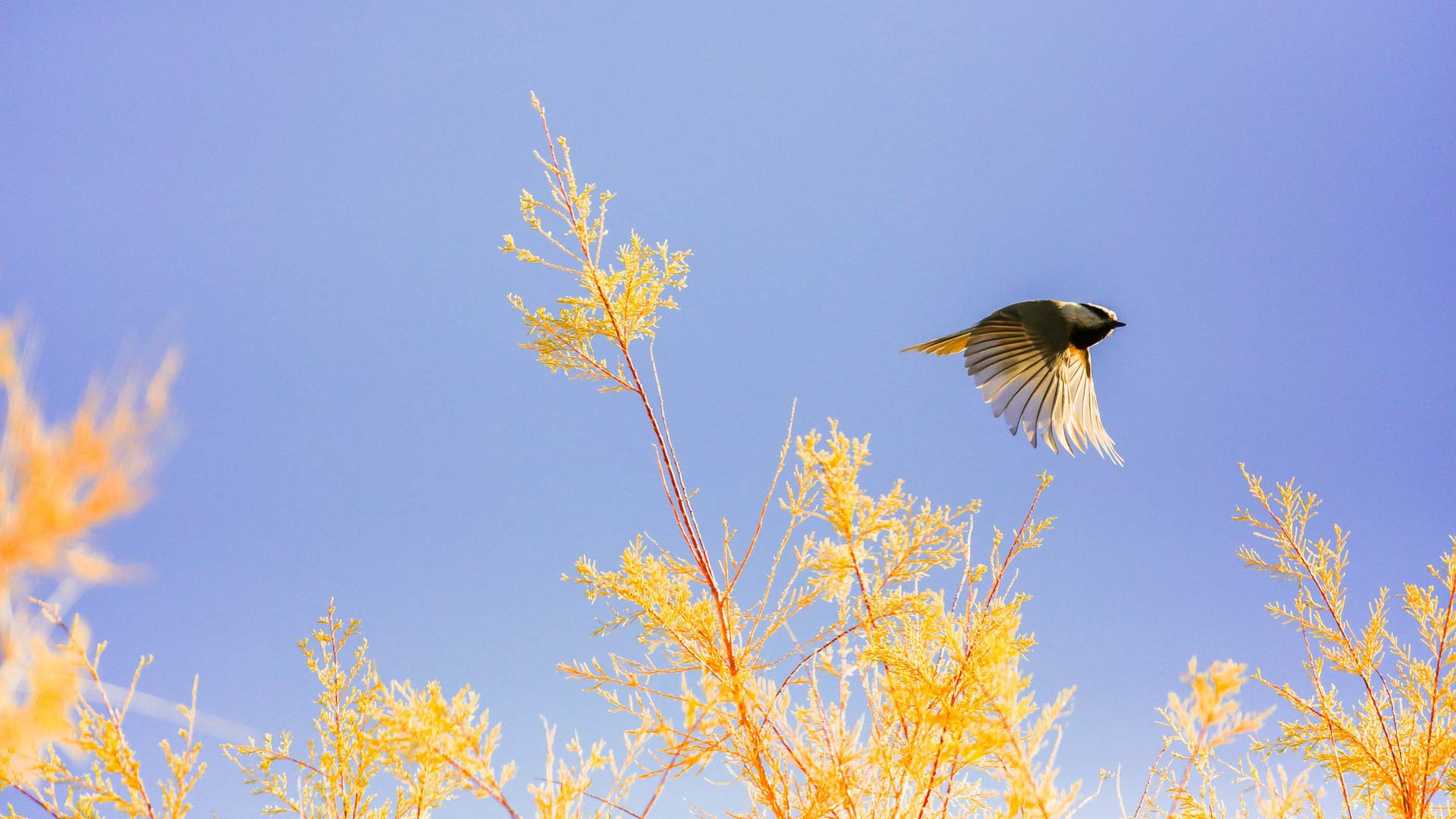 How lockdown—and birding—changed the way I hike