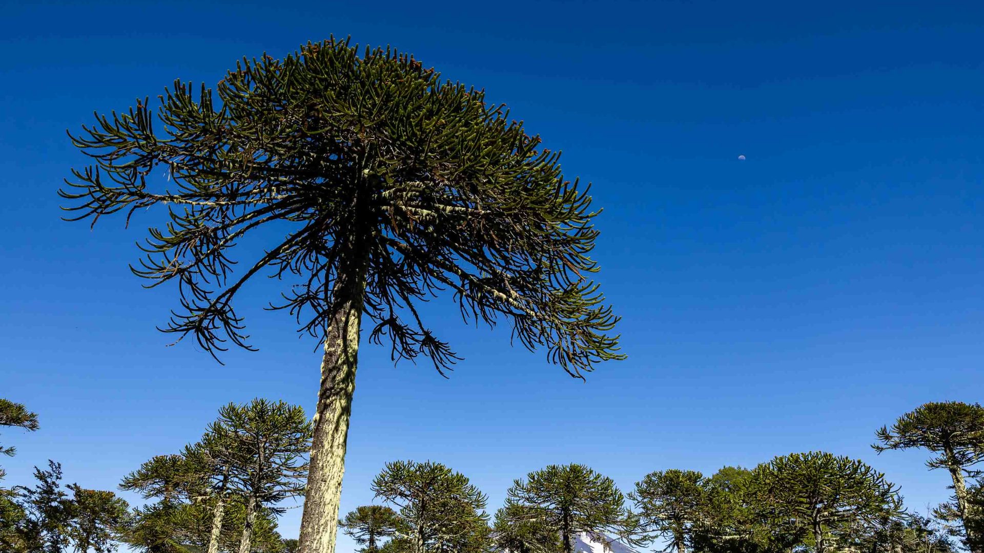 Trees in a forest with a blue sky.
