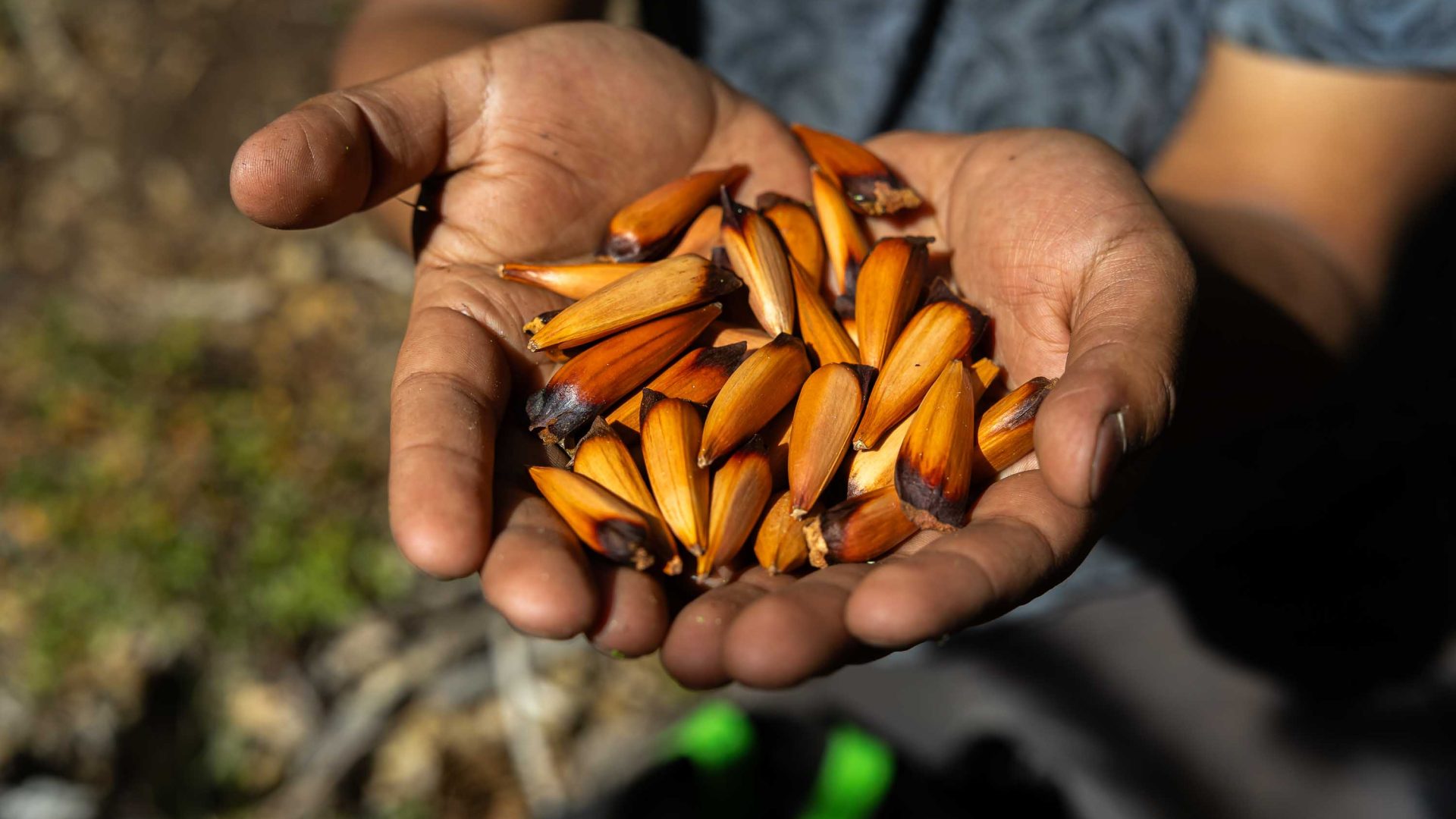 Hands hold piñónes.