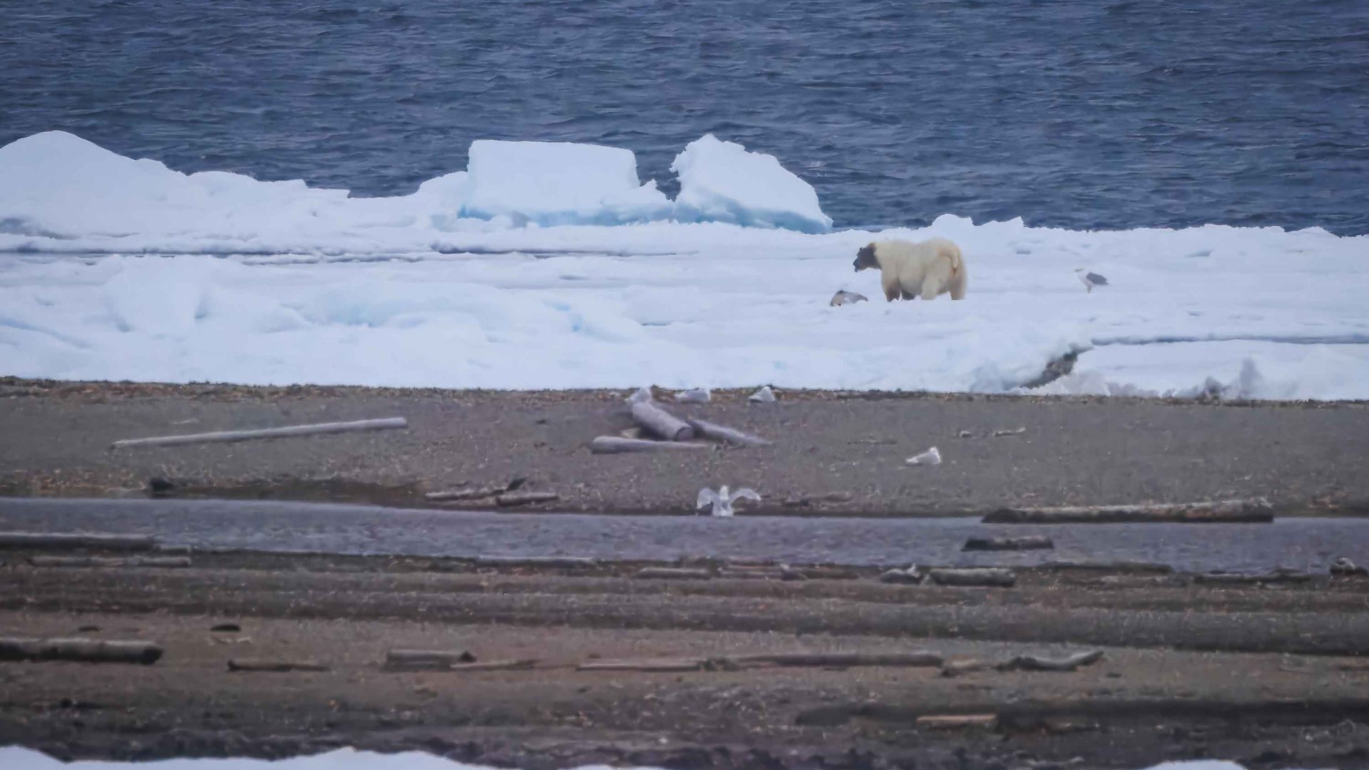 A polar beat on an iceberg.