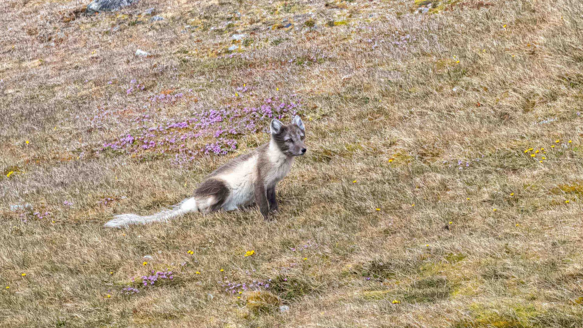 An animal on a grassy hill.