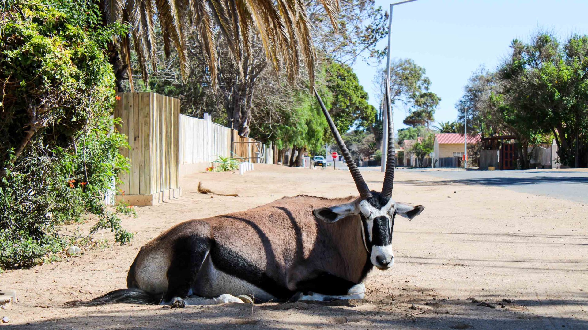 An oryx rests on the road.