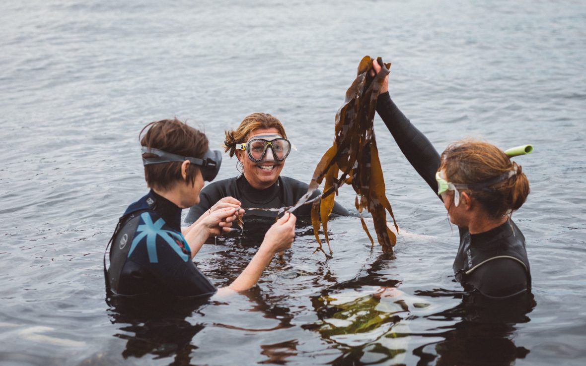 Three people stand in water holding brown seaweed