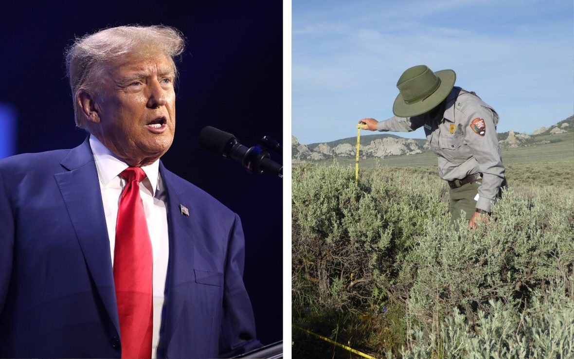 Left: Man wearing blue suit and red tie speaks; Right: A park ranger measures growth of bush