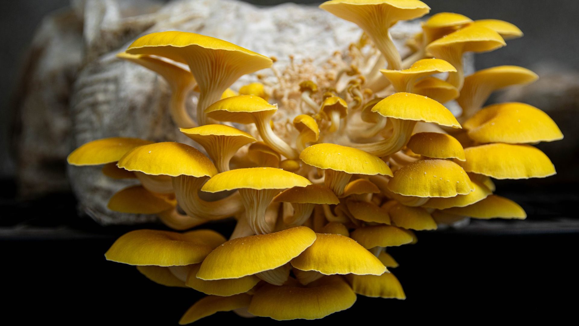 Some mushrooms ‘smoke’, others glow in the dark: Fungi lessons in the South Carolina backwoods