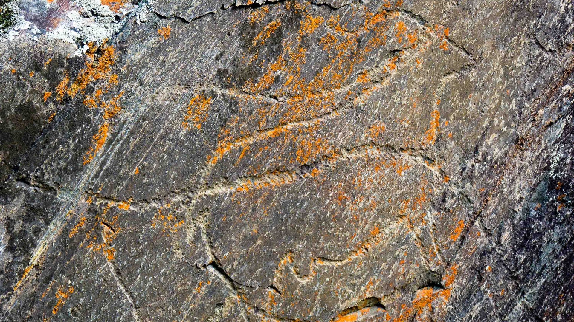 Ancient Banksy in Portugal: Were the Neanderthals the first champions of public art?