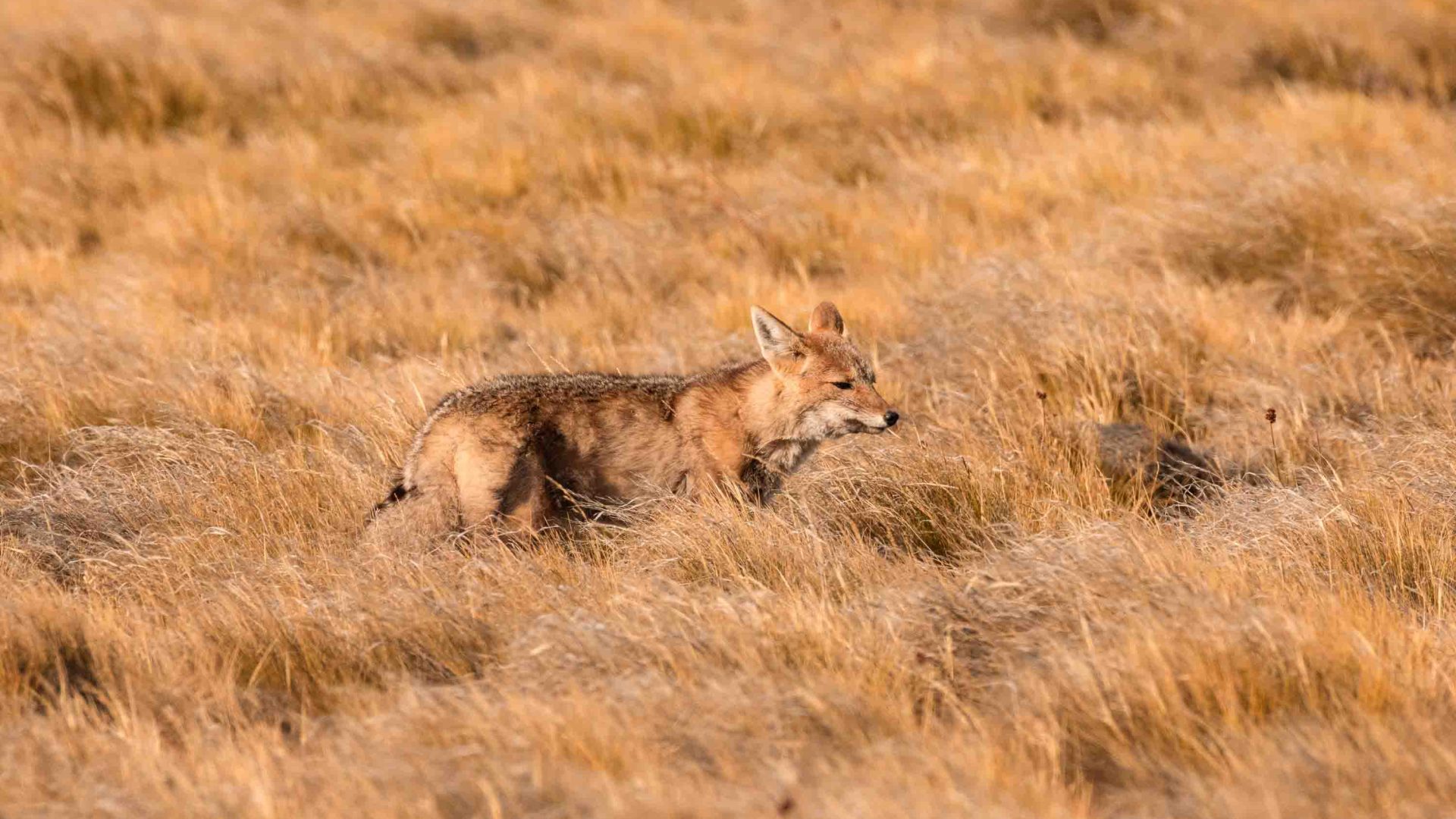A fox walks through grasslands.