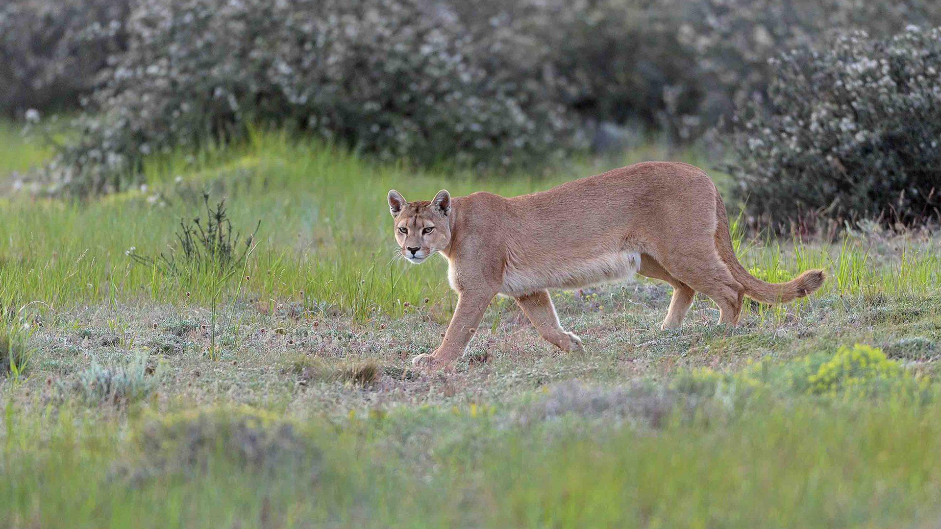 One woman’s mission to protect the pumas of Chile’s southern pampas