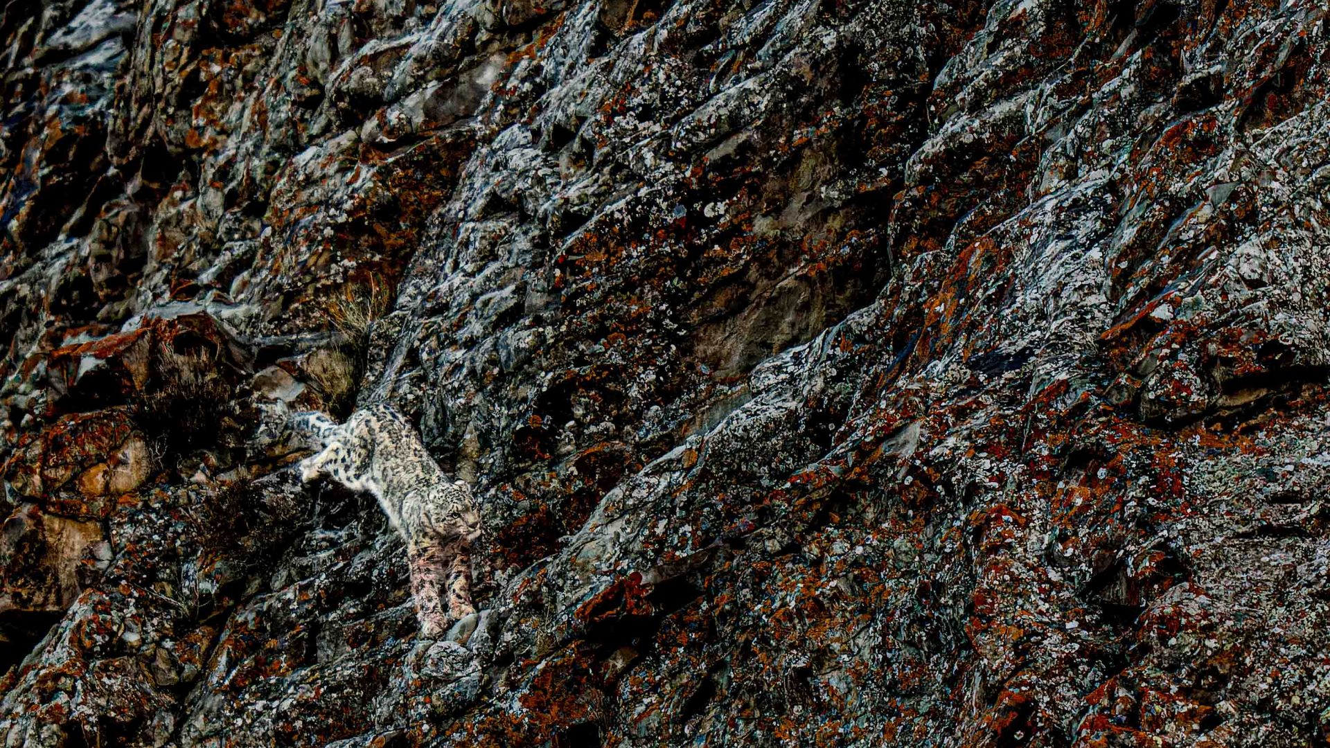 A snow leopard, almost camouflaged with the rocks, leaps.