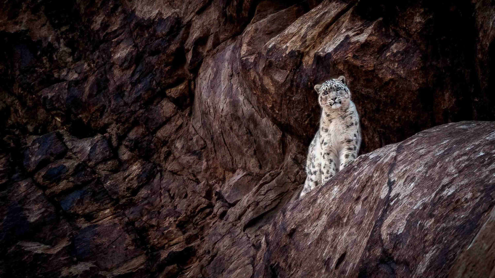 Want to find a snow leopard? These snow leopard trackers have a perfect record