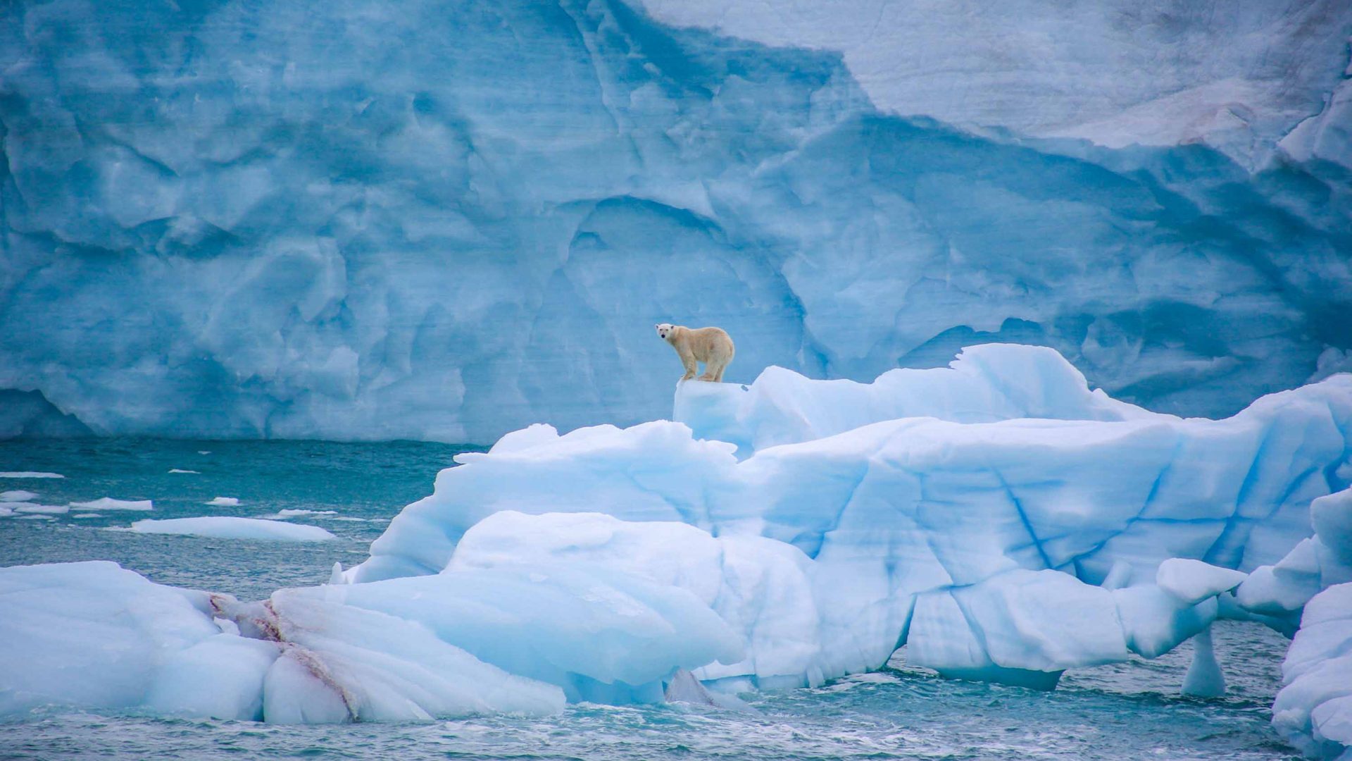 A polar bear on some ice.